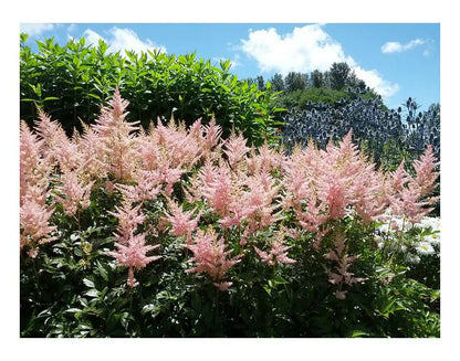 Spirea (Astilbe (S) 'Sprite') - Tuinplanten