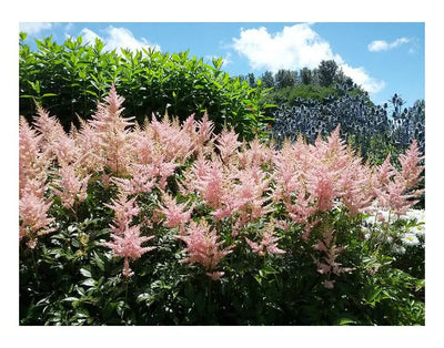 Spirea (Astilbe (S) 'Sprite')