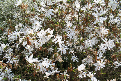 Stermagnolia als struik (Magnolia 'Grandiflora') - Groenblijvende struiken