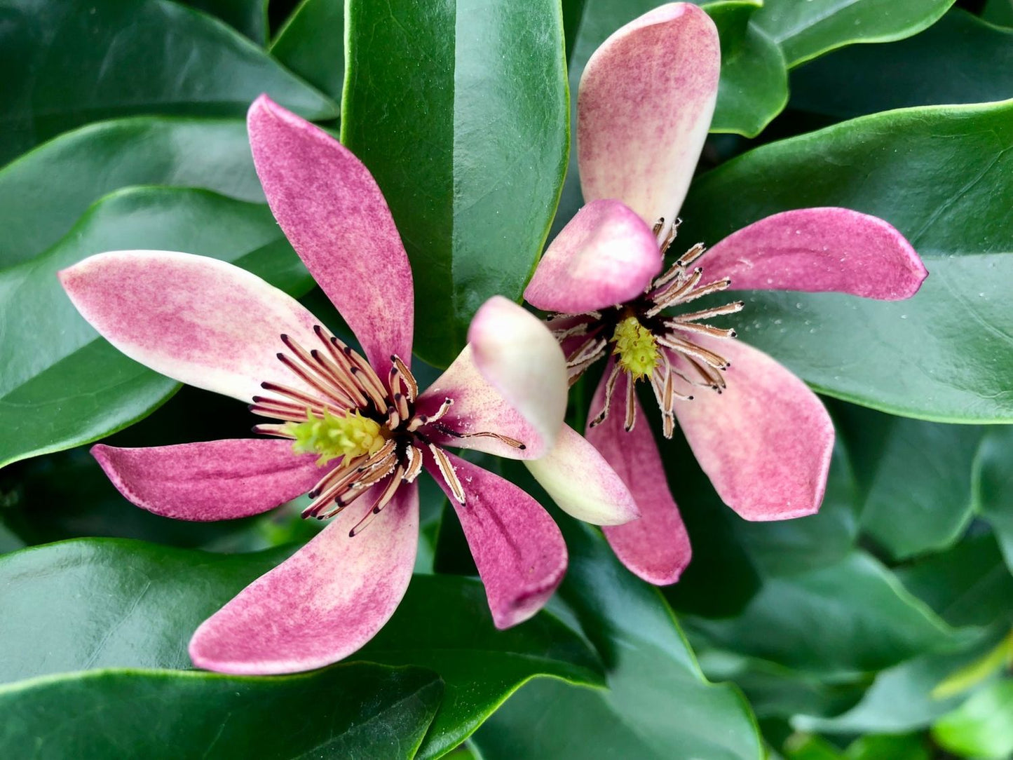 Stermagnolia als struik (Magnolia figo 'Stellar Ruby') - Groenblijvende struiken