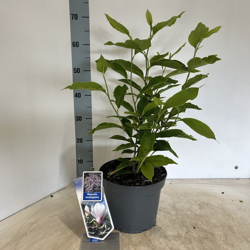 Stermagnolia als struik (Magnolia soulangeana) - Groenblijvende struiken