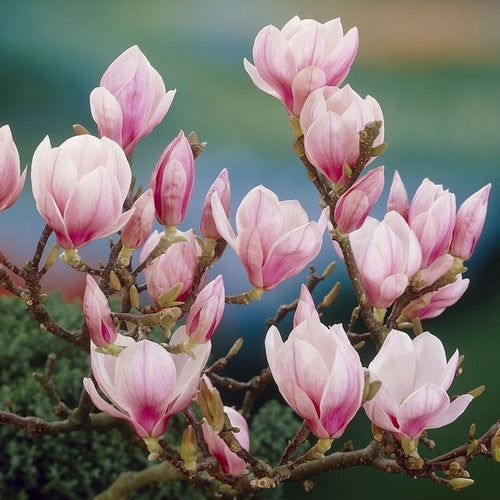Stermagnolia als struik (Magnolia soulangeana) - Groenblijvende struiken