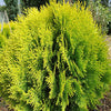 Thuja (Thuja occidentalis ‘Aurea Nana’  (Platycladus))