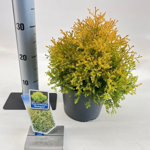 Thuja (Thuja occidentalis 'Rheingold') - Coniferen