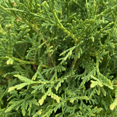 Thuja (Thuja occidentalis 'Tiny Tim')