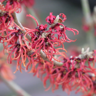 Toverhazelaar (Hamamelis intermedia 'Diane')