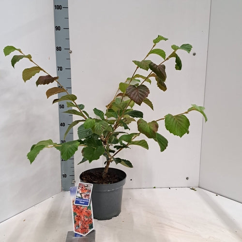 Toverhazelaar (Hamamelis intermedia 'Diane') - Heesters