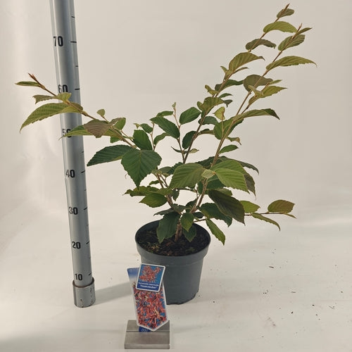 Toverhazelaar (Hamamelis intermedia 'Feuerzauber') - Heesters
