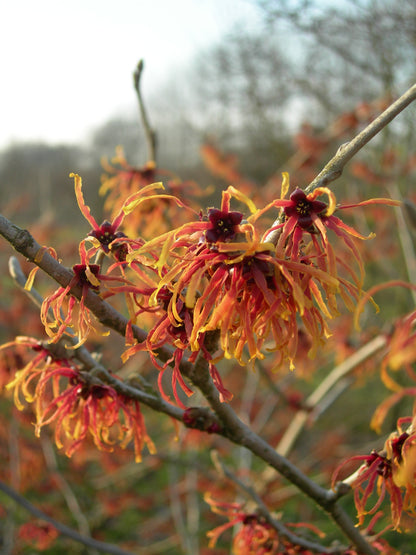 Toverhazelaar (Hamamelis intermedia 'Jelena') - Heesters