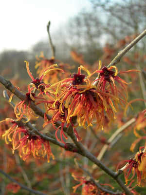 Toverhazelaar (Hamamelis intermedia 'Jelena')