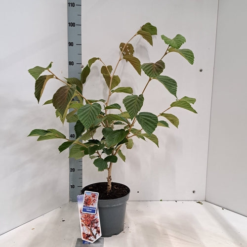 Toverhazelaar (Hamamelis intermedia 'Jelena') - Heesters