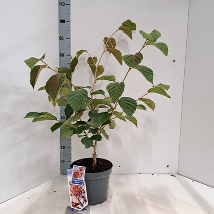 Toverhazelaar (Hamamelis intermedia 'Jelena') - Heesters