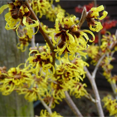 Toverhazelaar (Hamamelis intermedia 'Pallida')