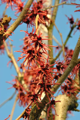 Toverhazelaar (Hamamelis intermedia 'Ruby Glow')