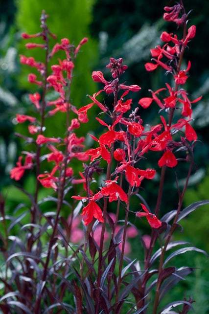 Borderpakket paars, rood & wit (1m2) - Tuinplanten