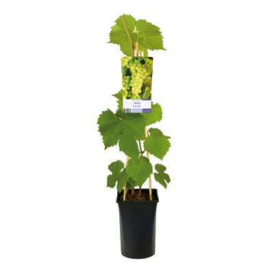 Klimplant Vitis 'supaga (Druif)