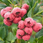 Klimplant Vaccinium corymbosum 'Pink Lemonade' (Rode bes)