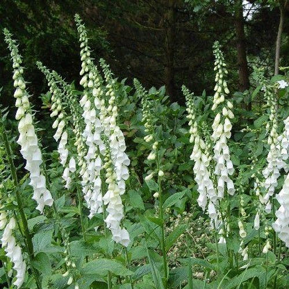 Borderpakket paars, rood & wit (1m2) - Tuinplanten