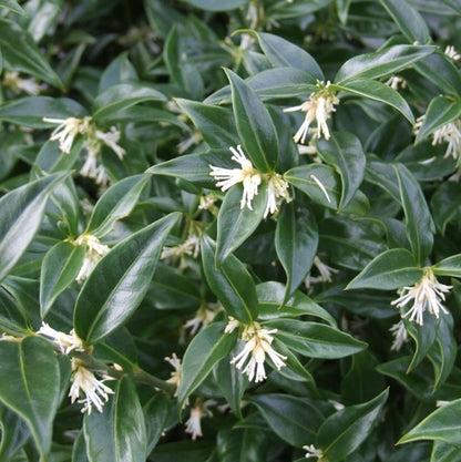 Vleesbes (Sarcococca confusa) - Groenblijvende struiken