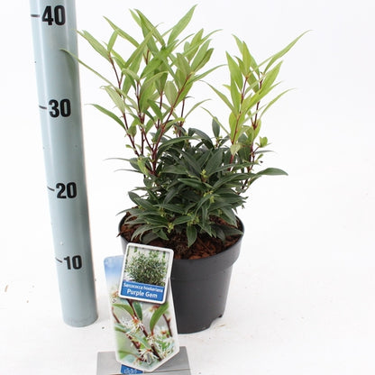 Vleesbes (Sarcococca hookeriana Purple Gem) - Groenblijvende struiken
