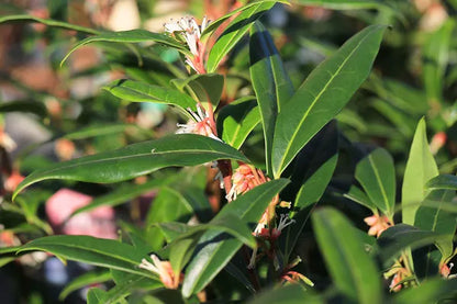 Vleesbes (Sarcococca hookeriana Winter Gem) - Groenblijvende struiken