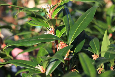 Vleesbes (Sarcococca hookeriana Winter Gem)