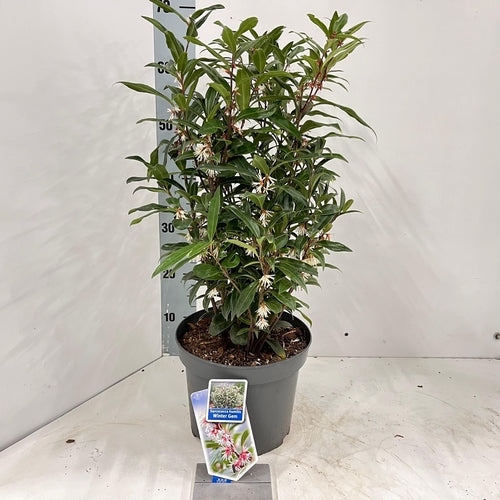 Vleesbes (Sarcococca hookeriana Winter Gem) - Groenblijvende struiken