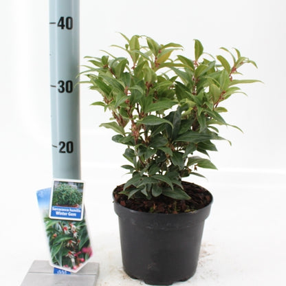 Vleesbes (Sarcococca hookeriana Winter Gem) - Groenblijvende struiken