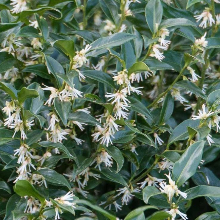 Vleesbes (Sarcococca ruscifolia 'Dragon Gate') - Groenblijvende struiken