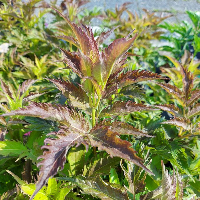 Vlier (Sambucus nigra Serenade'®) - Heesters