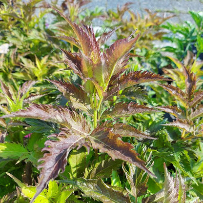 Vlier (Sambucus nigra Serenade'®) - Heesters