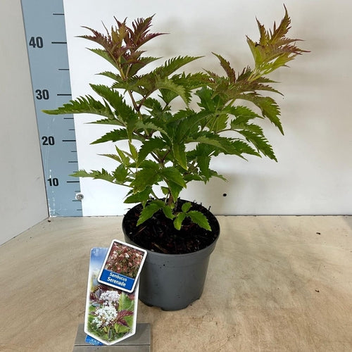 Vlier (Sambucus nigra Serenade'®) - Heesters
