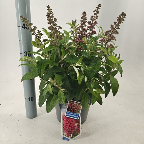 Vlinderstruik (Buddleja davidii Butterfly Candy® Little Bubbelgum) - Vlinderstruik