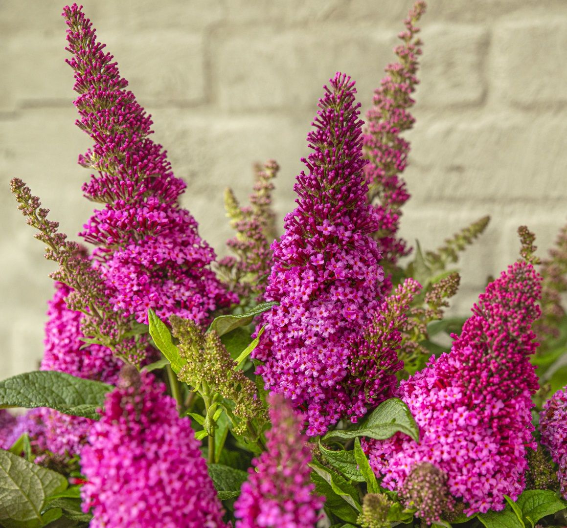 Vlinderstruik (Buddleja davidii Butterfly Candy® Little Cerise) - Vlinderstruik
