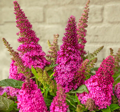 Vlinderstruik (Buddleja davidii Butterfly Candy® Little Cerise) - Vlinderstruik