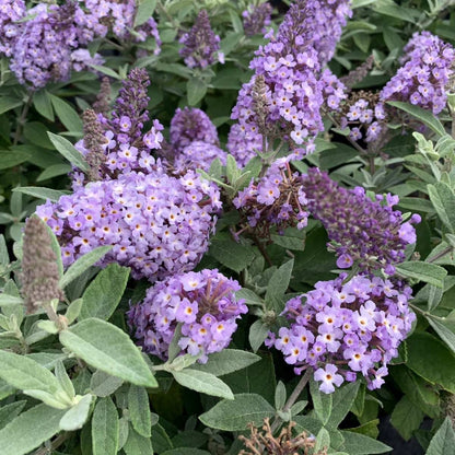 Vlinderstruik (Buddleja davidii Butterfly Candy® Little Lila) - Vlinderstruik