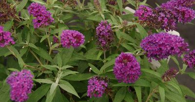 Vlinderstruik (Buddleja davidii Butterfly Candy® Little Magenta)