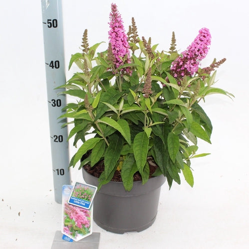 Vlinderstruik (Buddleja davidii Butterfly Candy® Little Pink) - Vlinderstruik