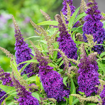 Vlinderstruik (Buddleja davidii Butterfly Candy® Little Purple)