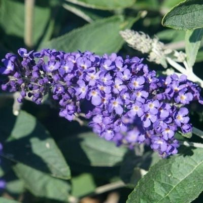 Vlinderstruik (Buddleja davidii Free Petite© Blue Heaven) - Vlinderstruik