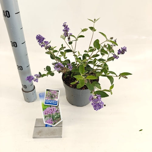 Vlinderstruik (Buddleja davidii Free Petite© Blue Heaven) - Vlinderstruik