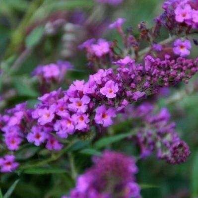 Vlinderstruik (Buddleja davidii Free Petite© Dark Pink)