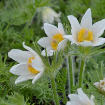 Wildemanskruid (Pulsatilla vulgaris 'Alba')