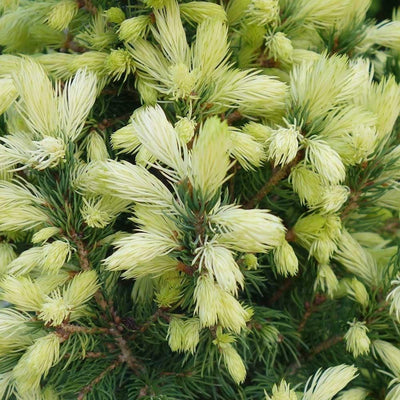 Witte spar (Picea glauca 'J.W. Daisy's White')