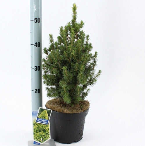 Witte spar (Picea glauca 'J.W. Daisy's White') - Coniferen