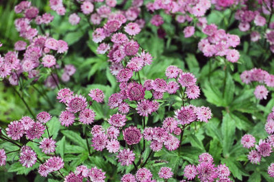 Zeeuws knoopje (Astrantia major 'Roma')