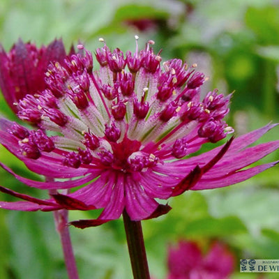 Zeeuws knoopje (Astrantia major 'Lars')