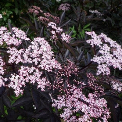 Zwarte vlier (Sambucus nigra Black Beauty)