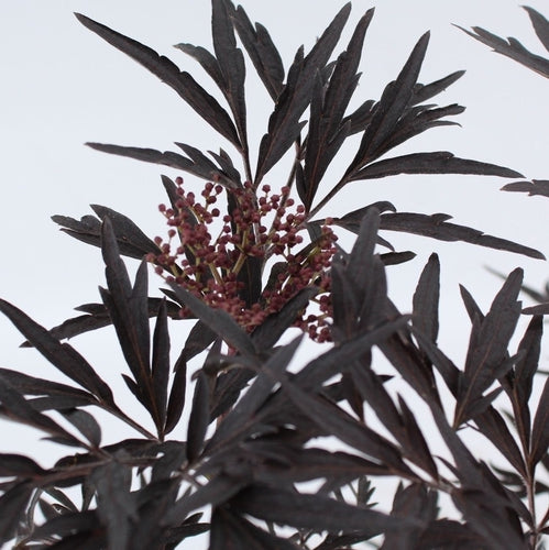 Zwarte vlier (Sambucus nigra Black Lace) - Heesters