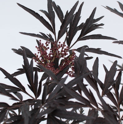Zwarte vlier (Sambucus nigra Black Lace)